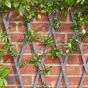 1.8x0.3m SLATE GREY TRELLIS