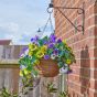 REGAL PANSY POURRI HANGING BASKET