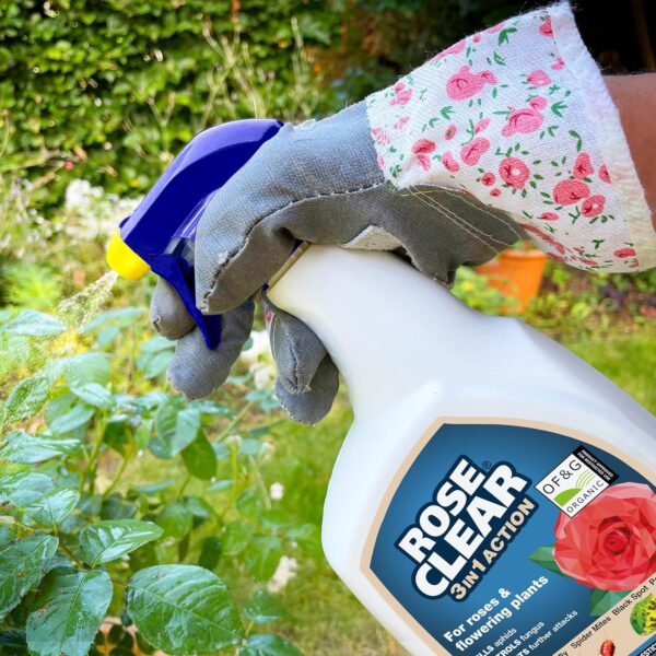 800ml ROSE CLEAR - Image 4