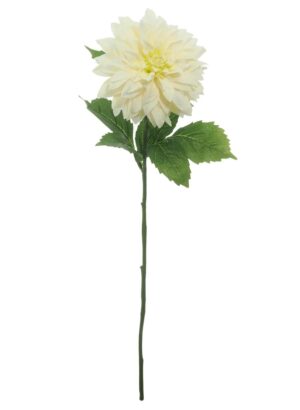 IVORY MONARCH DAHLIA STEM