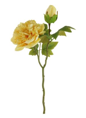 OPEN PEONY YELLOW DRIED TOUCH STEM