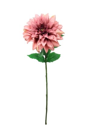 ROUGE	 MONARCH DAHLIA STEM