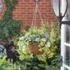 LILAC BLOOM REGAL HANGING BASKET - Image 2