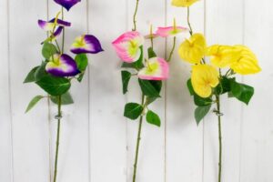 SGL CALLA LILY STEM - 3 ASST