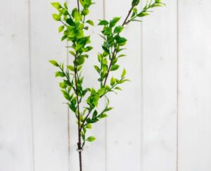 SINGLE RUSCUS SPRAY STEM