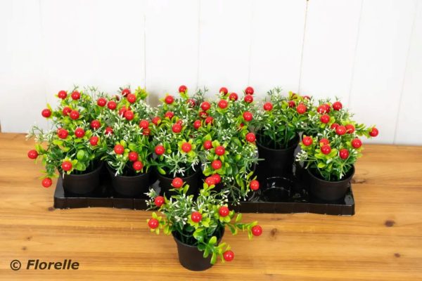 POTTED XMAS BERRIES