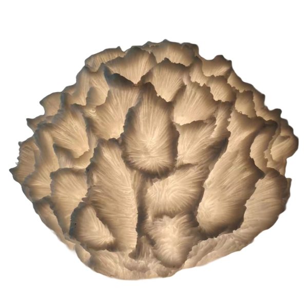 FOSSIL CORAL T/LAMP