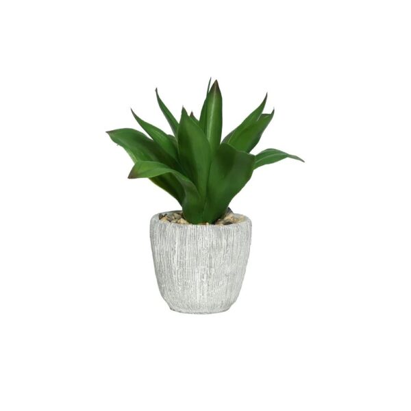 BOTANICA MINI AGAVE POTTED